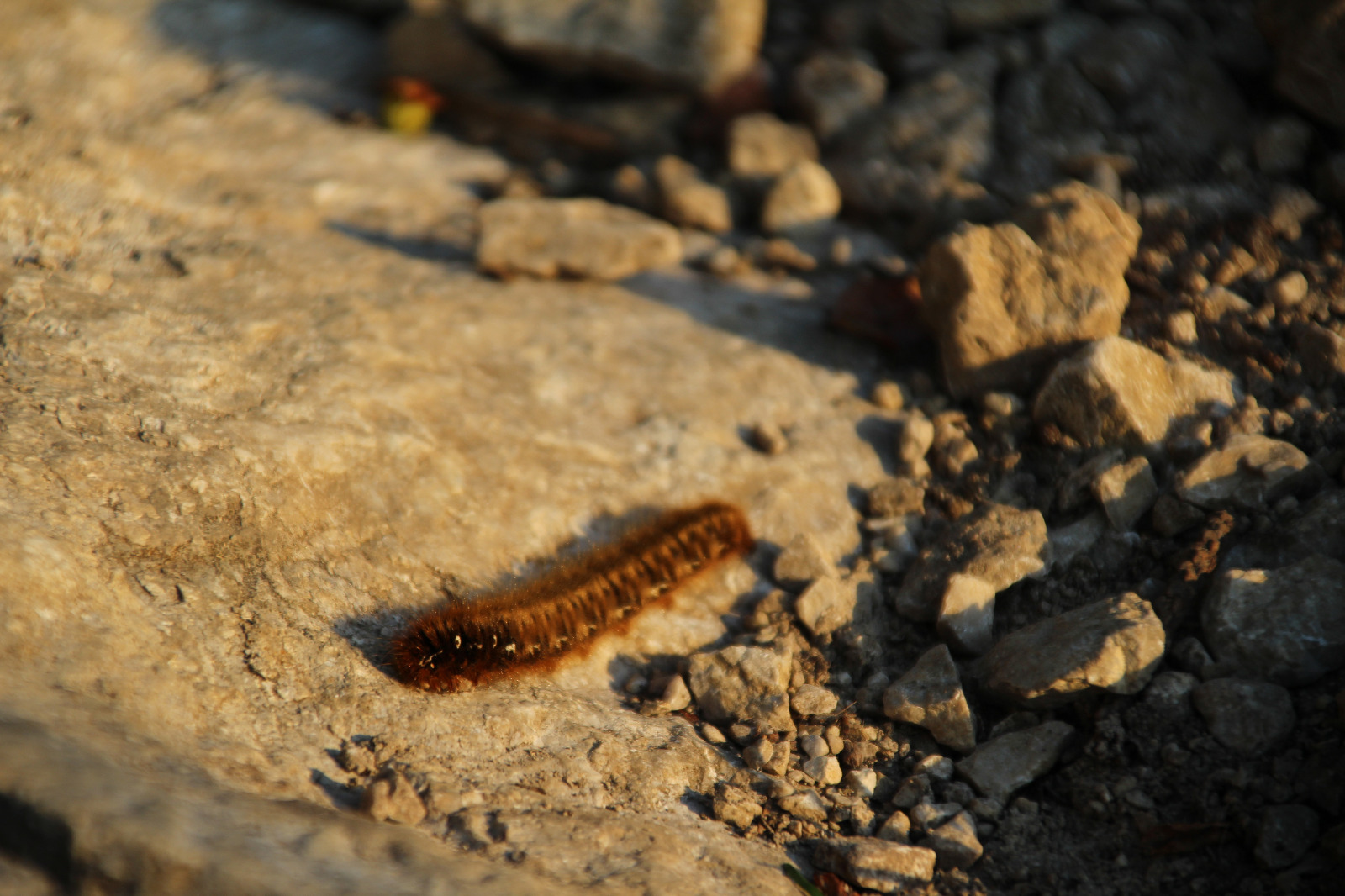 Erwachsene Raupe des Eichenspinners